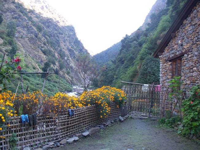 Langtang Valley tea house trek