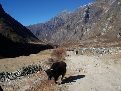 Langtang Valley tea house trek