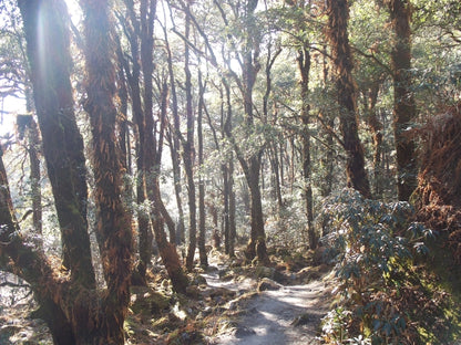 Langtang Valley tea house trek