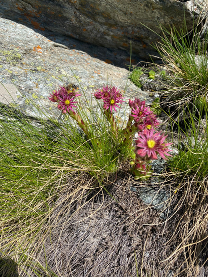 Randonnée guidée d'une journée à Verbier