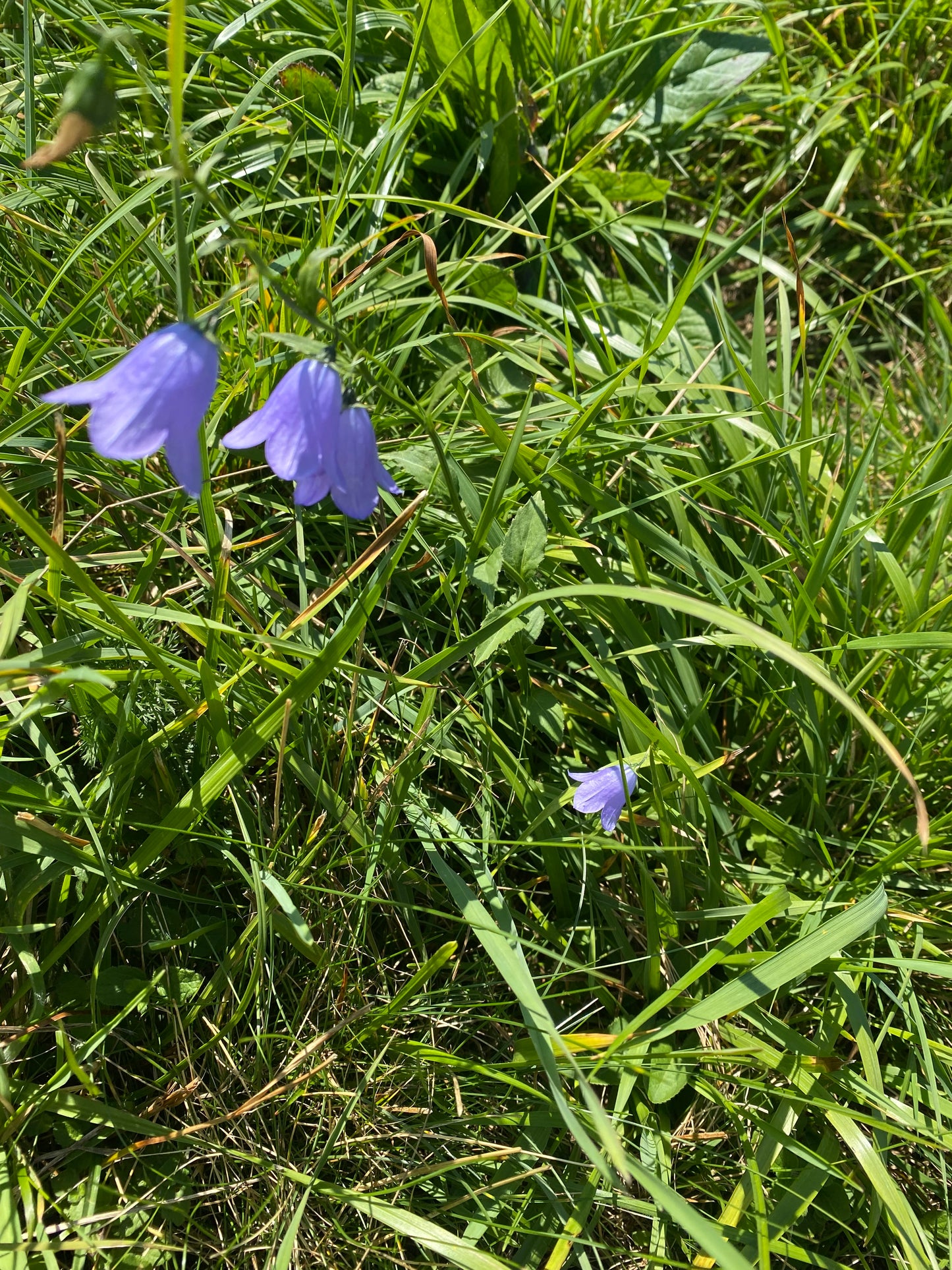 Séjour randonnée en famille à Verbier - 8 jours