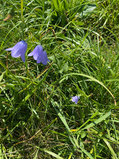Séjour randonnée en famille à Verbier - 8 jours