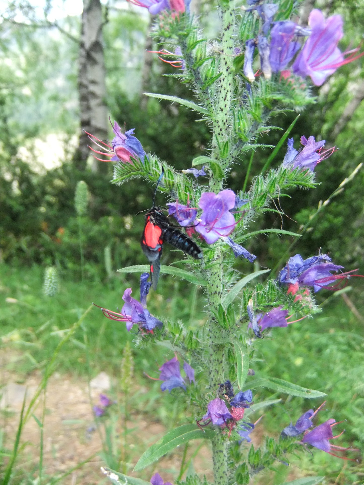 Moderate walking holiday in the Spanish Pyrenees